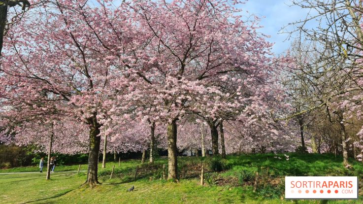 Où voir des cerisiers en fleurs à Paris et en Île-de-France : nos spots coup de cœur !