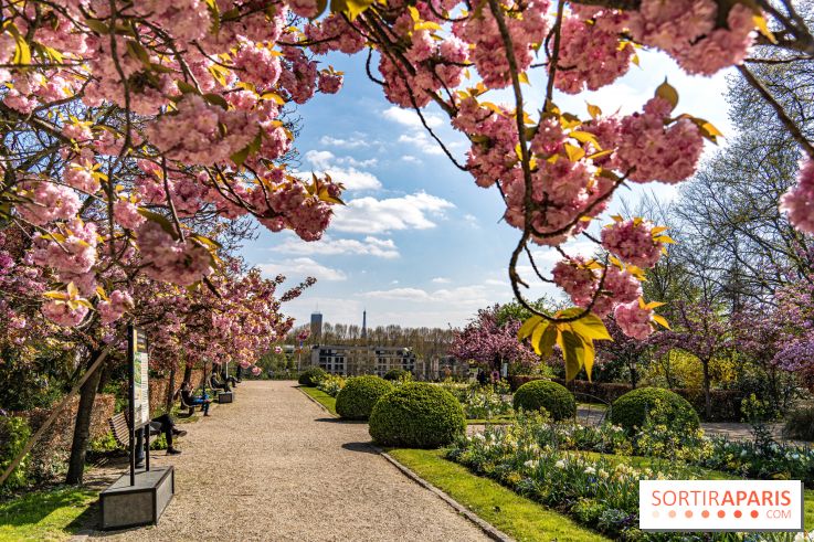 Où voir des cerisiers en fleurs à Paris et en Île-de-France : nos spots coup de cœur !