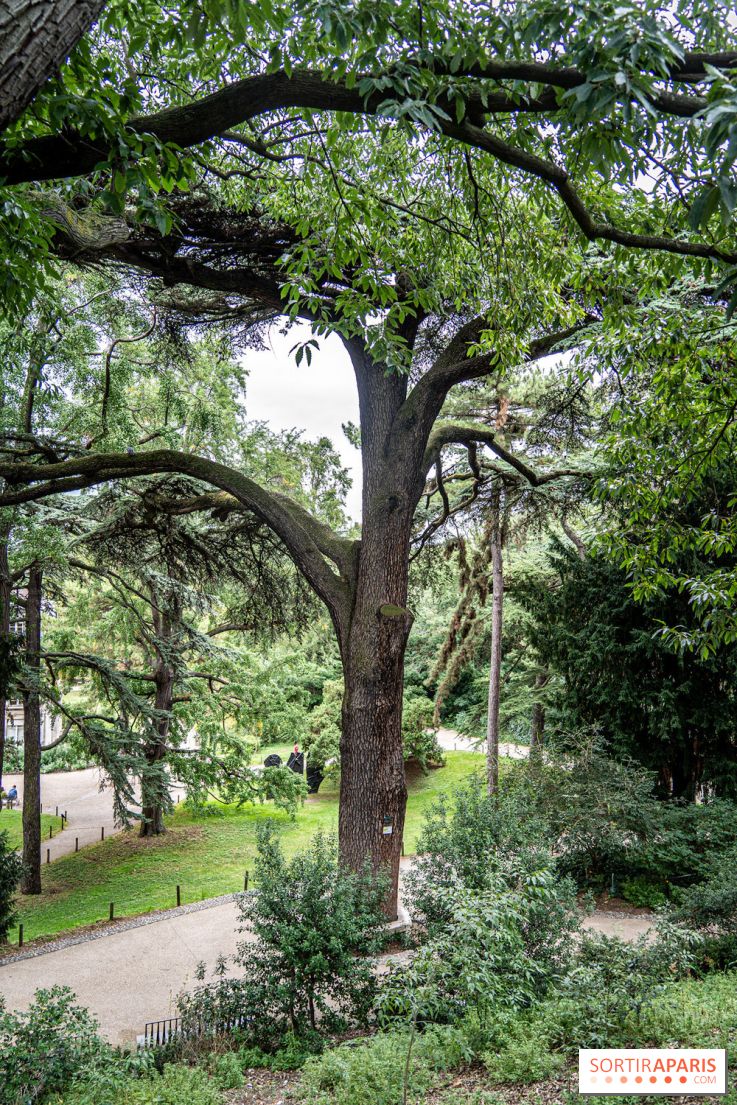 Le saviez-vous ? Découvrez le plus ancien cèdre du Liban de France à Paris et son histoire insolite