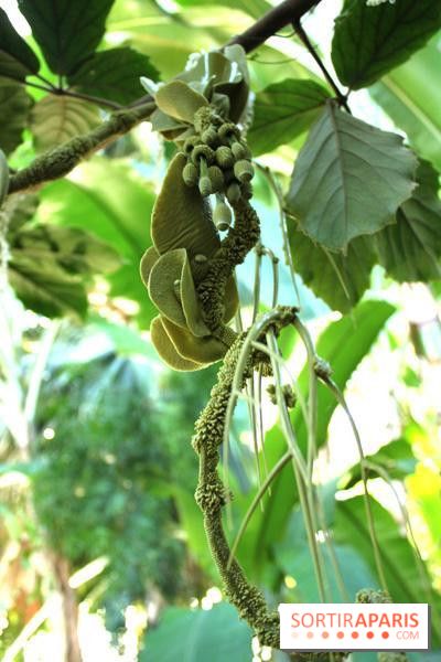 Noces Végétales au Jardin des Plantes