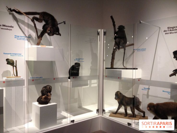 Sur la piste des Grands Singes