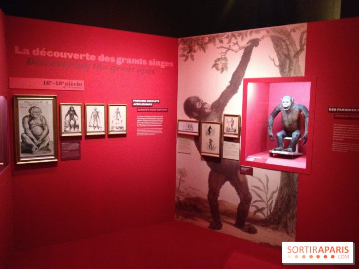 Sur la piste des Grands Singes