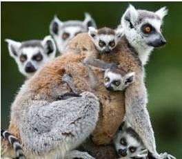 Madagascar à l’honneur au Parc de Thoiry