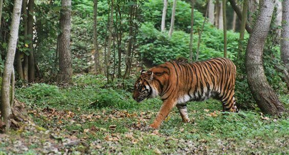 La jeune tigresse ISHA arrive au Parc des Félins