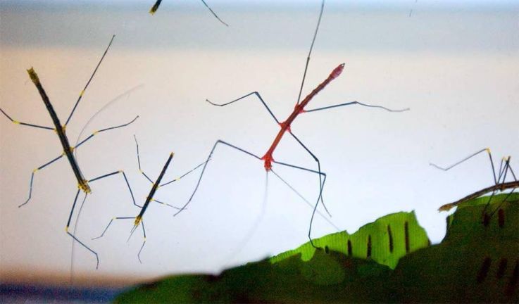 Fête des Mères à Thoiry : entrée gratuite pour les mamans !