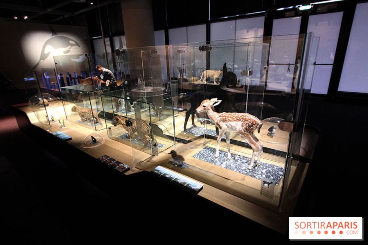 Exposition BéBés animaux à la Cité des Sciences, les photos