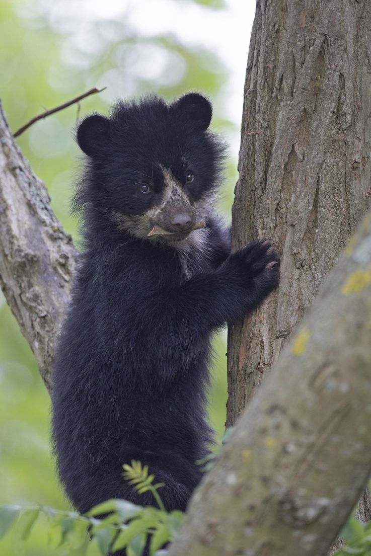 Les premiers pas de l'ourse Nazca au zoo de Thoiry