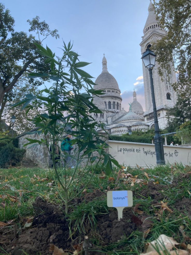 Du chanvre planté près des monuments les plus iconiques de la capitale