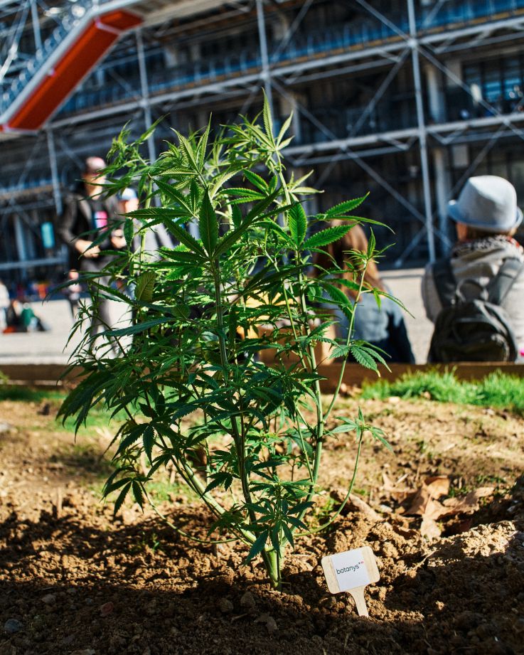 Du chanvre planté près des monuments les plus iconiques de la capitale