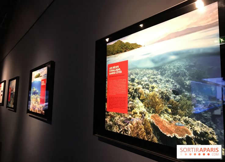 Les récifs Coralliens s'exposent à l'Aquarium de Paris