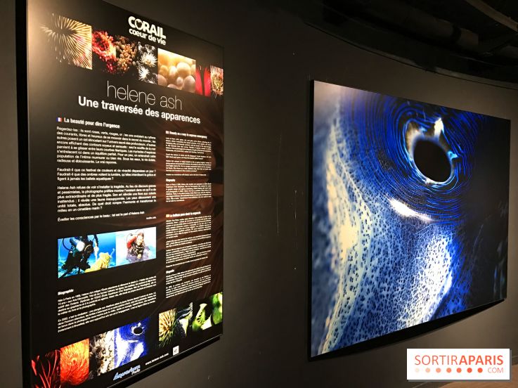 Les récifs Coralliens s'exposent à l'Aquarium de Paris