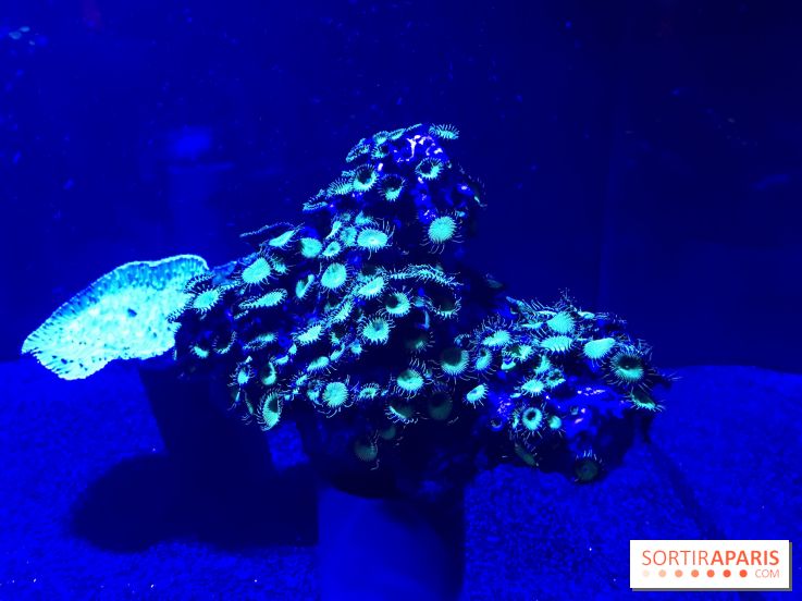 Les récifs Coralliens s'exposent à l'Aquarium de Paris