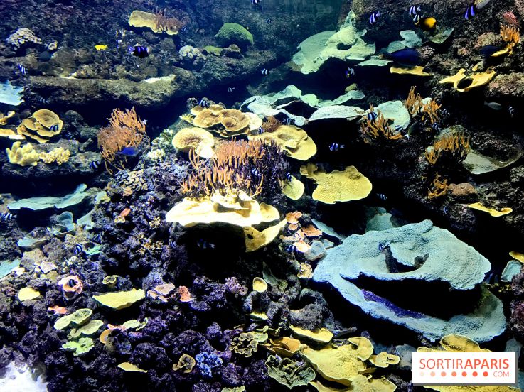 Les récifs Coralliens s'exposent à l'Aquarium de Paris