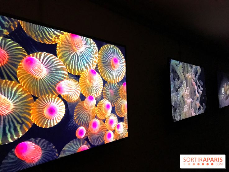 Les récifs Coralliens s'exposent à l'Aquarium de Paris