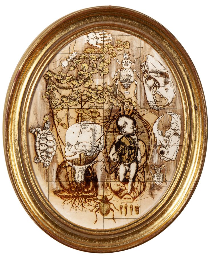 Anatonirisme : l'exposition gratuite entre art et science à la galerie La Lison