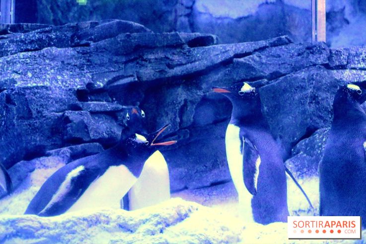 Les Manchots de l'Aquarium Sea Life