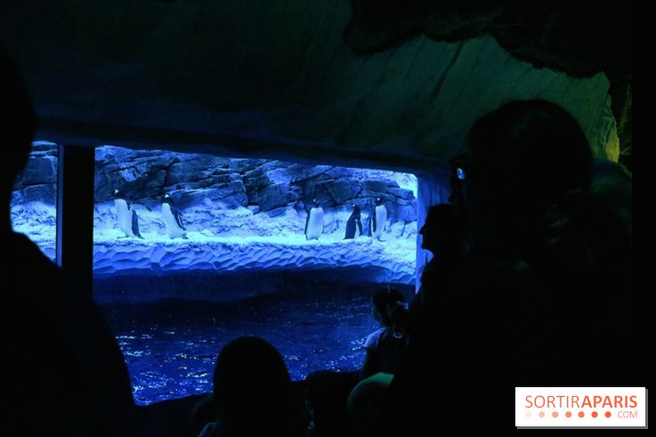 Les Manchots de l'Aquarium Sea Life