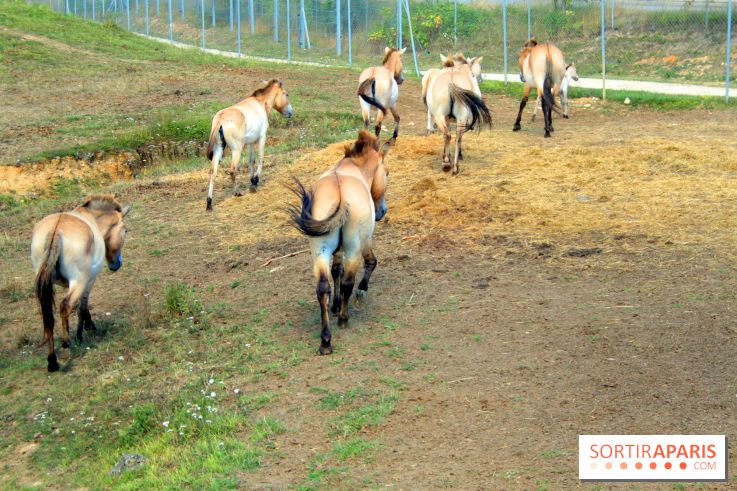 Camion Safari : une visite guidée dans les coulisses de Thoiry