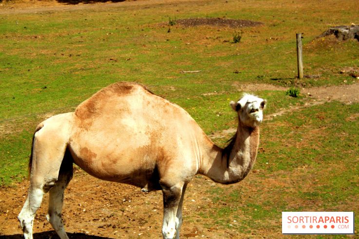 Camion Safari : une visite guidée dans les coulisses de Thoiry