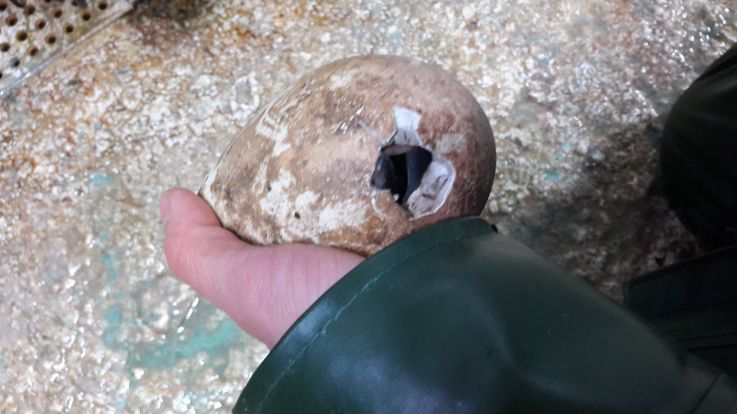Un bébé manchot Royal est né à Sea Life Val d'Europe !