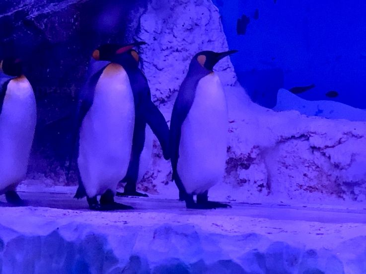 Un petit déjeuner avec les manchots à l'aquarium Sea Life Paris