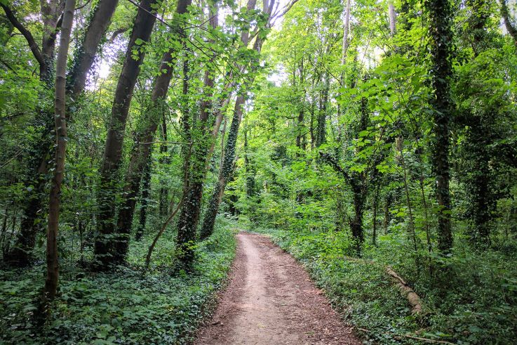 Déconfinement : les randonnées campagnes et forêts à découvrir autour de Paris 