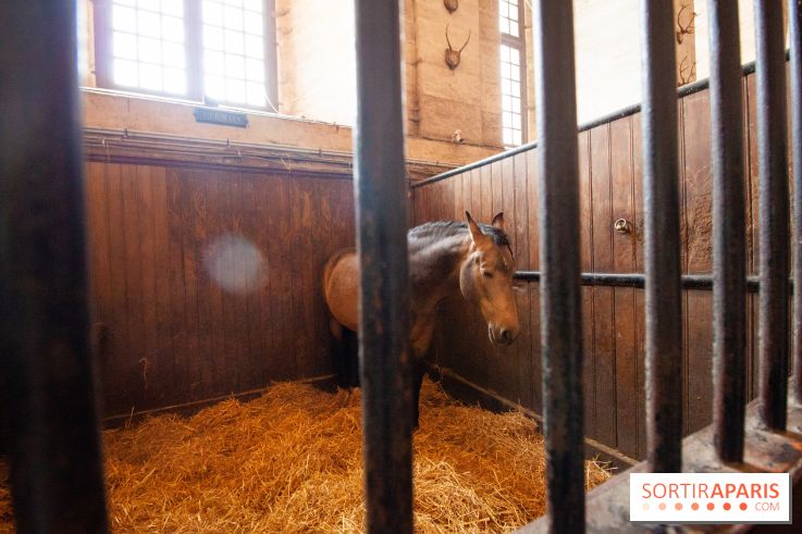 Nature, le spectacle équestre à Chantilly