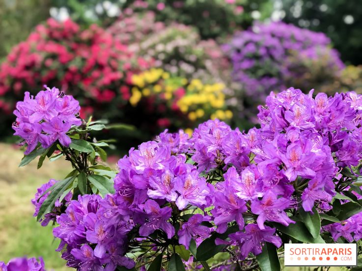 L'Arboretum de Versailles - Chevreloup