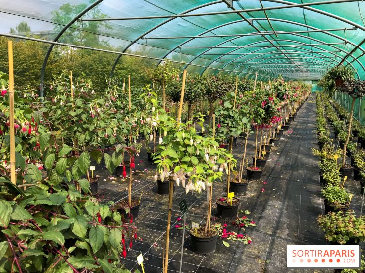 L'Arboretum de Versailles - Chevreloup