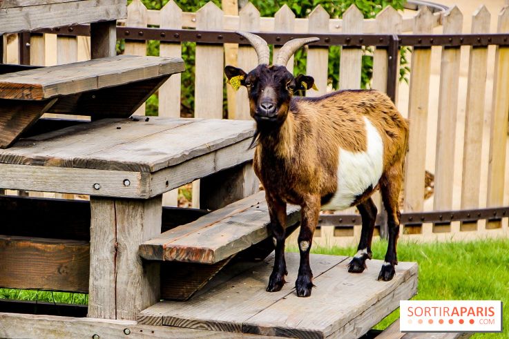 Le Jardin d'Acclimatation dévoile son nouveau visage et ses attractions, les photos