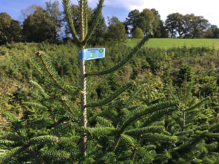 Noël 2020 : notre best of des Sapins de Noël