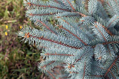 Noël 2020 : notre best of des Sapins de Noël