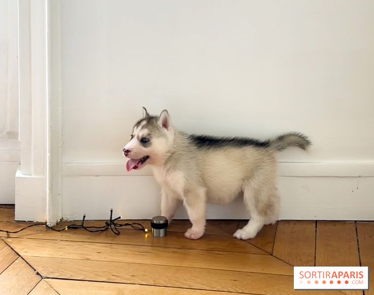 Puppy Yoga Paris, des séances de yoga tout en câlins avec d'adorables chiots 