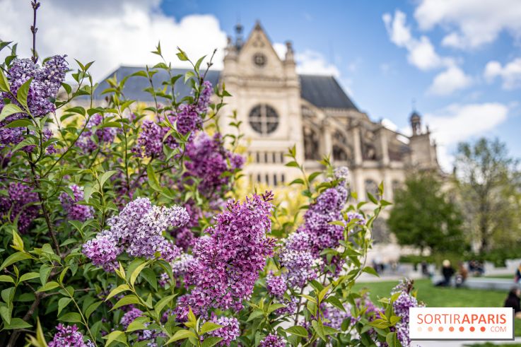 Visuel Paris Jardin Nelson Mandela Eglise Saint Eustache