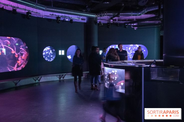 L'Aquarium de Paris ouvre son Médusarium