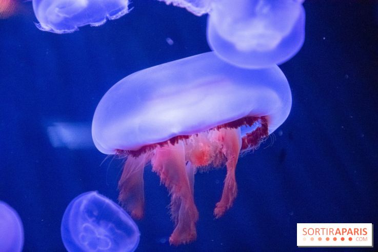 L'Aquarium de Paris ouvre son Médusarium