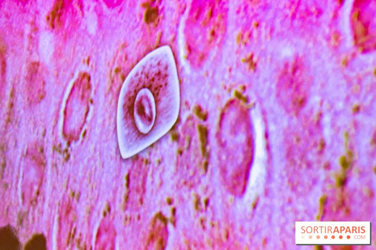 Dans ma peau au Musée de l'Homme : nos photos