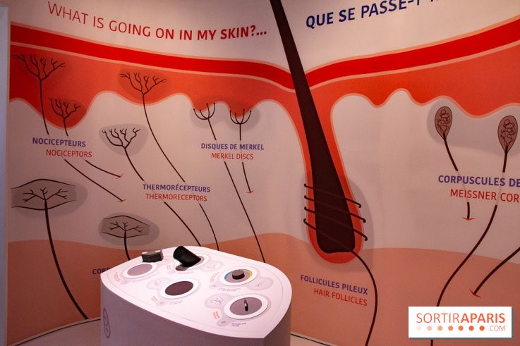 Dans ma peau au Musée de l'Homme : nos photos