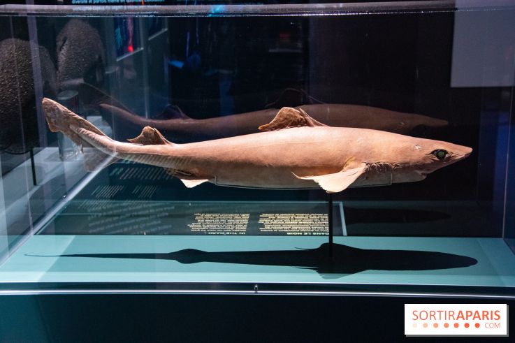 Océan, l'exposition à la Grande Galerie de l'Evolution