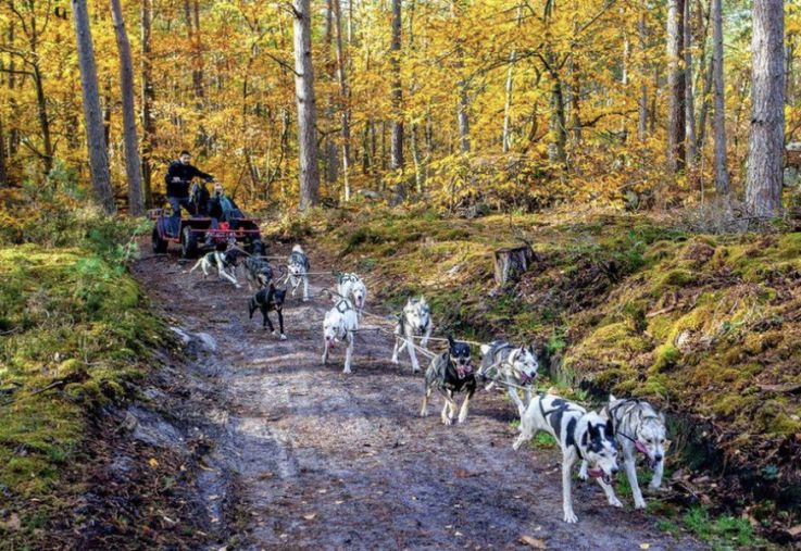 Activités sportives, visites culturelles et aventures partagées : des vacances pleines de souvenirs au Pays de Fontainebleau !