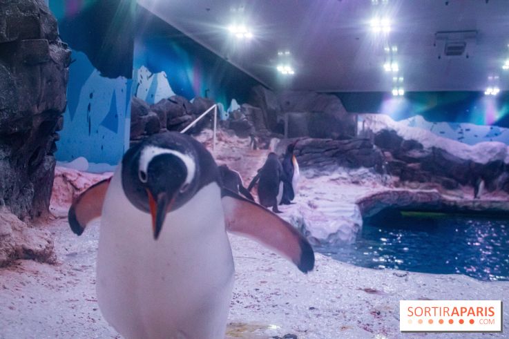 Les petits déjeuners avec les manchots de l'aquarium Sea Life