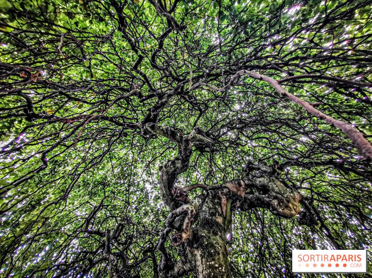 Le parcours des Arbres Admirables dans le domaine du château de Versailles