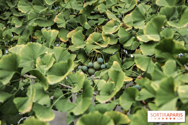 Le parcours des Arbres Admirables dans le domaine du château de Versailles