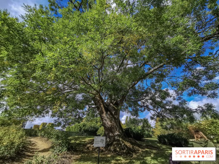Le parcours des Arbres Admirables dans le domaine du château de Versailles