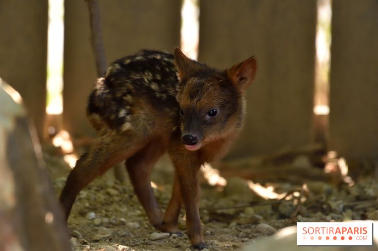 Naissances au Parc Zoologique de Paris
