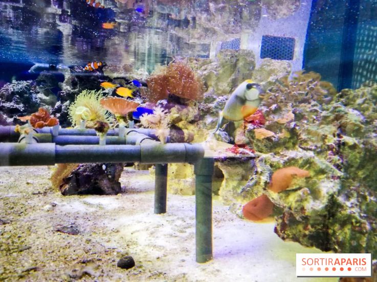 Bio-inspirée, la nouvelle expo permanente à la Cité des Sciences et de l'Industrie