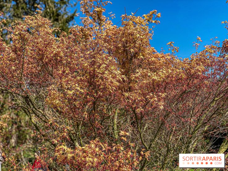 Les cerisiers et arbres en fleurs de l’Arboretum de Chevreloup