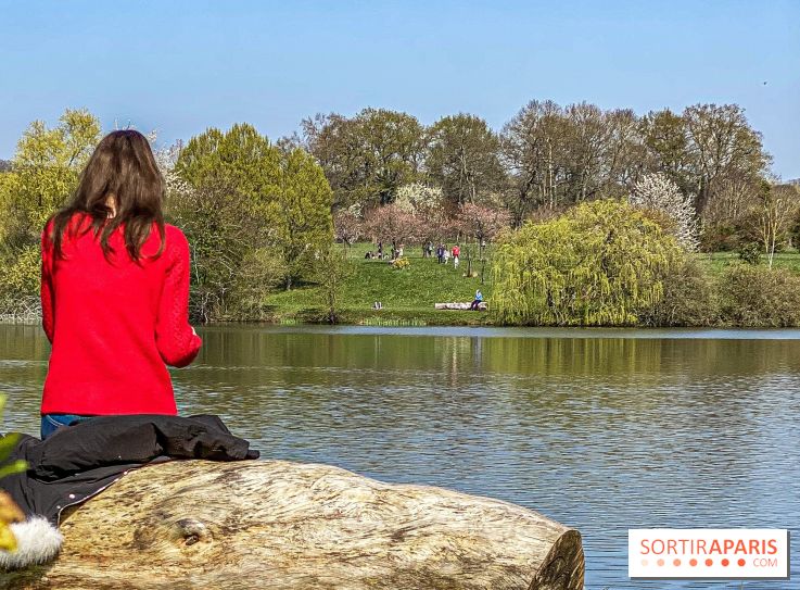 Les cerisiers et arbres en fleurs de l’Arboretum de Chevreloup