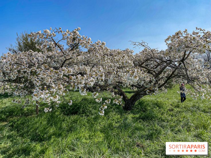 Les cerisiers et arbres en fleurs de l’Arboretum de Chevreloup