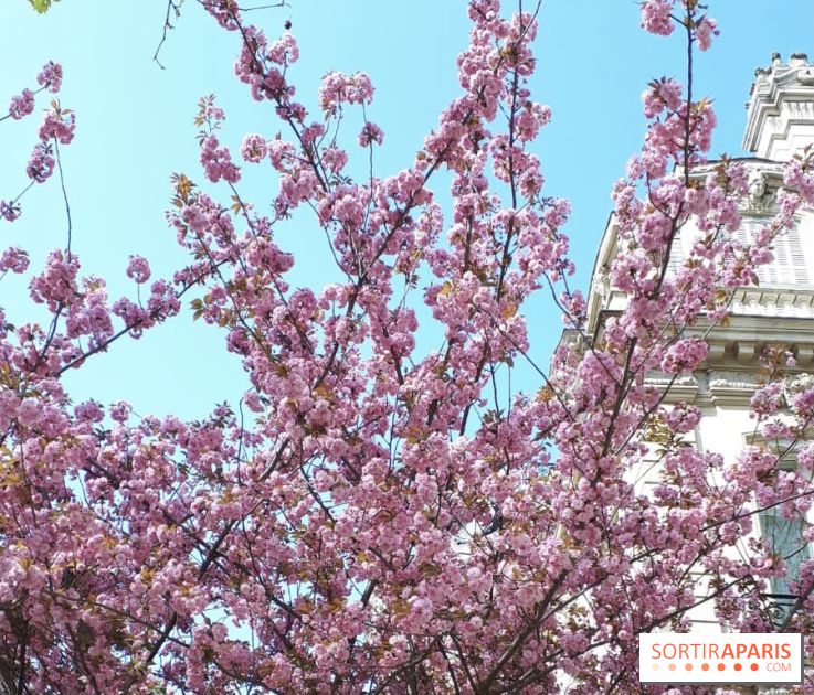 Cerisiers en fleurs à paris et aux alentours - Parc Monceau